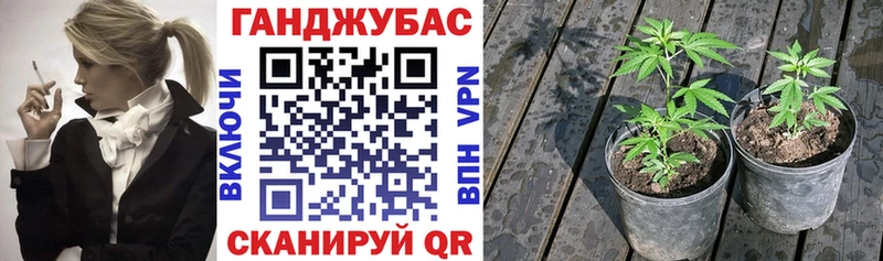 Шишки марихуана THC 21%  Купить закладки  Цоци-Юрт 